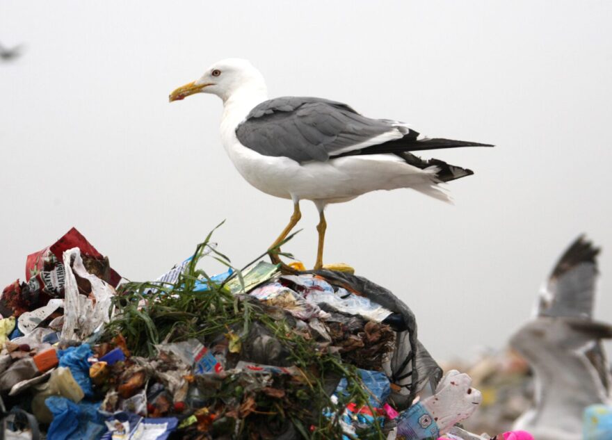 В Тверской области горы отходов сломали мусорную площадку