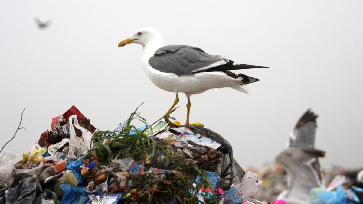 В Тверской области горы отходов сломали мусорную площадку