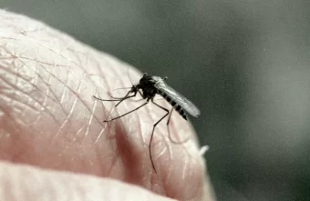 Врач рассказал, для кого укус комара крайне опасен
