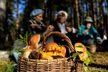 Врач рассказала, кому противопоказано есть грибы Врач рассказала, кому противопоказано есть грибы
