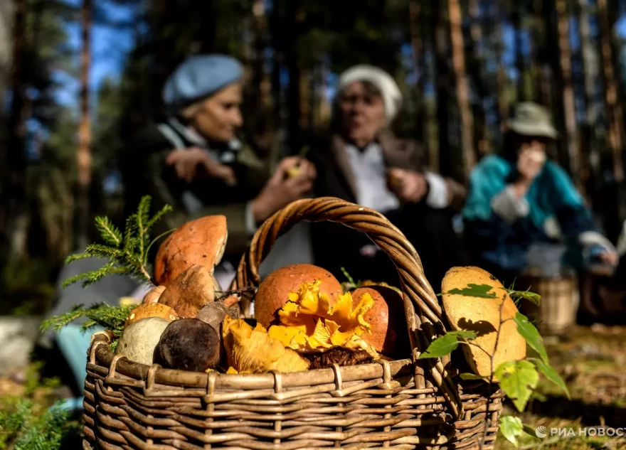 Врач рассказала, кому противопоказано есть грибы