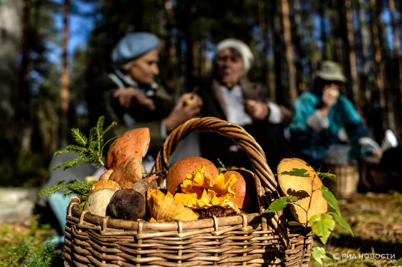 Врач рассказала, кому противопоказано есть грибы
