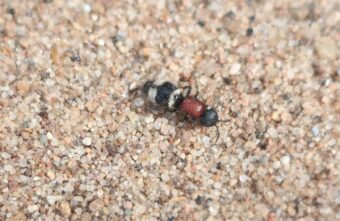 В Тверской области заметили опасных бескрылых ос В Тверской области заметили опасных бескрылых ос