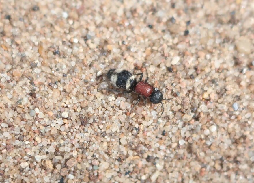 В Тверской области заметили опасных бескрылых ос