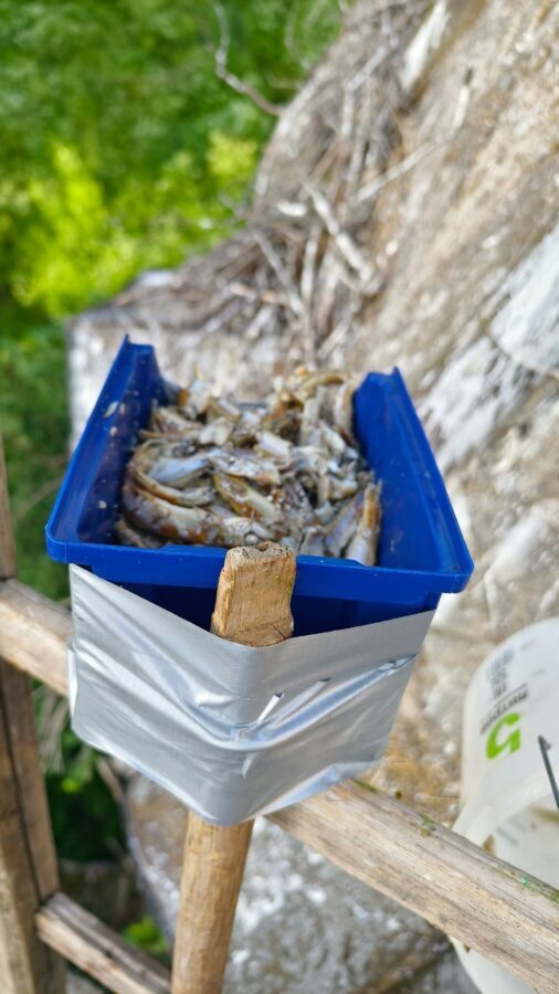 В Тверской области жители всем селом выхаживают оставшихся без мамы аистят