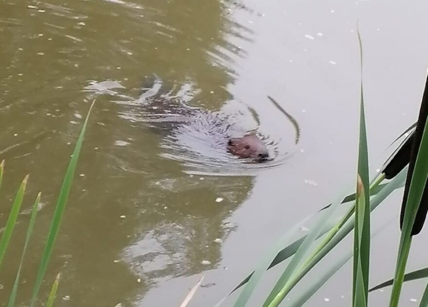 В роще в Тверской области появился бобр