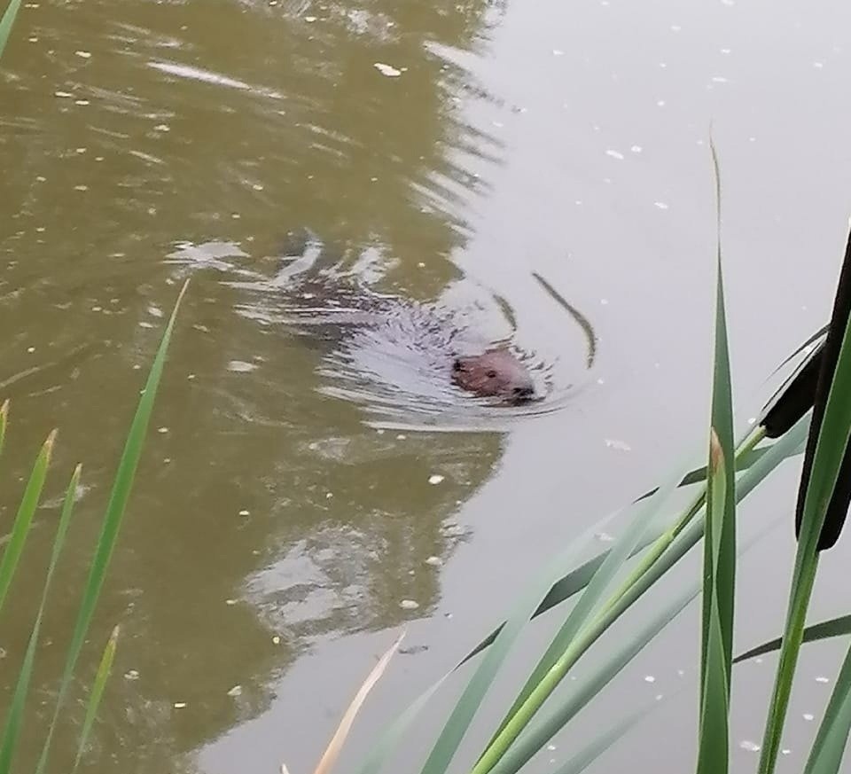 В роще в Тверской области появился бобр