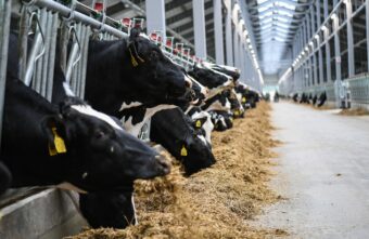 В Тверской области растут показатели в молочном животноводстве В Тверской области растут показатели в молочном животноводстве