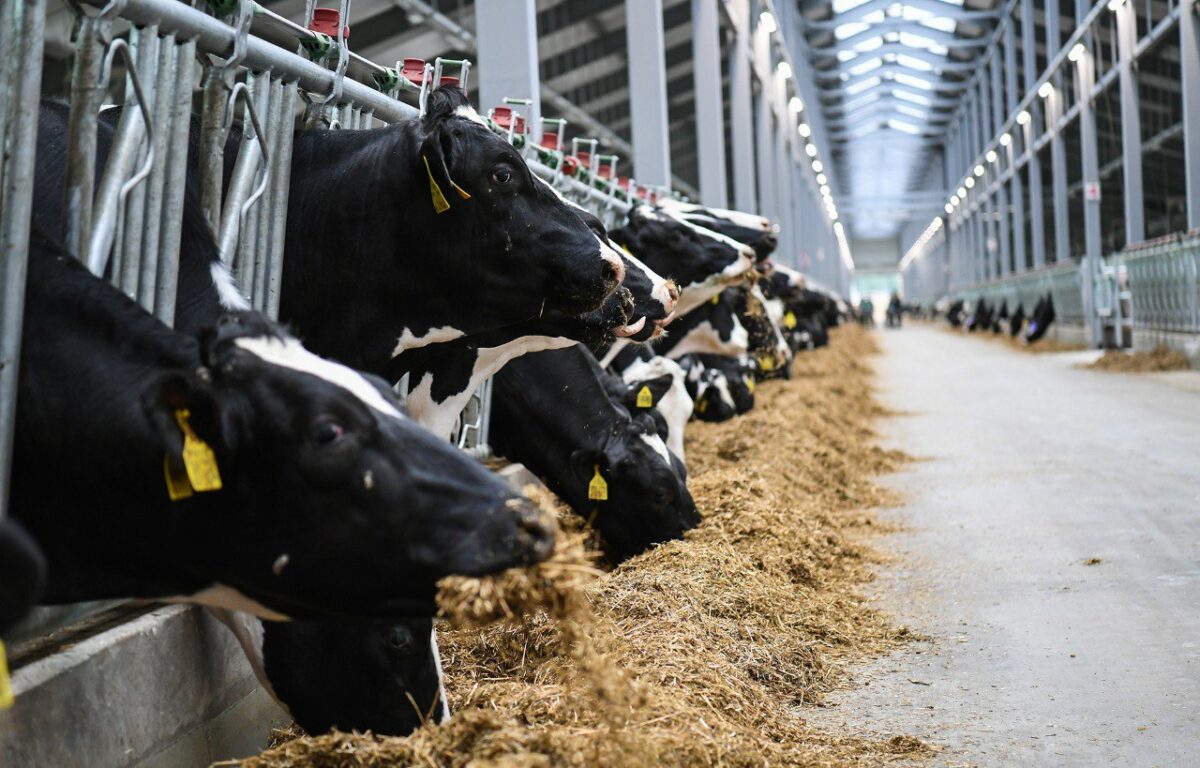 В Тверской области растут показатели в молочном животноводстве