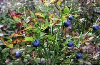 Жители Тверской области рассказали о ягодном месте в лесу