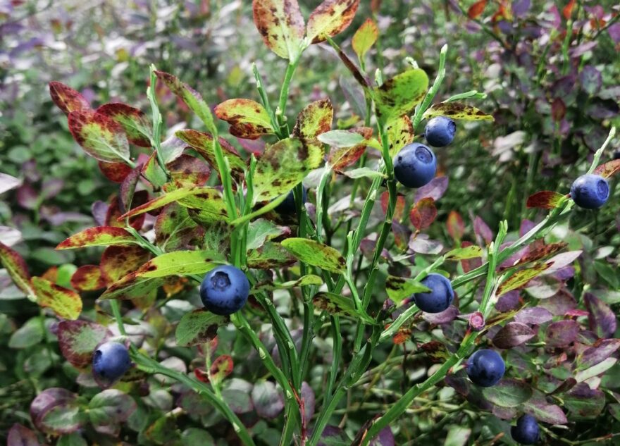 Жители Тверской области рассказали о ягодном месте в лесу