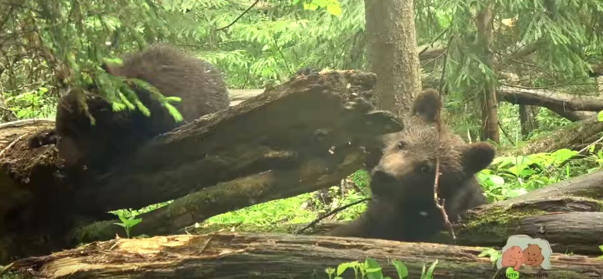 В Тверской области сняли на видео развлечения троих медвежат-сирот