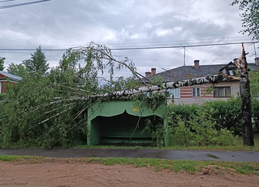 В Тверской области ураган снес березу прямо на остановку