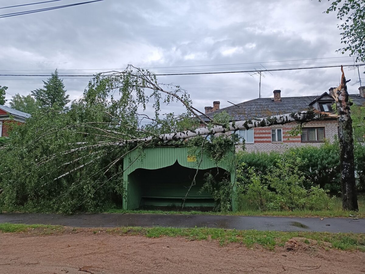 В Тверской области ураган снес березу прямо на остановку | ТОП Тверь новости