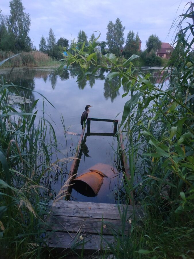 Жителей Тверской области просят узнать птицу, прилетевшую в поселок