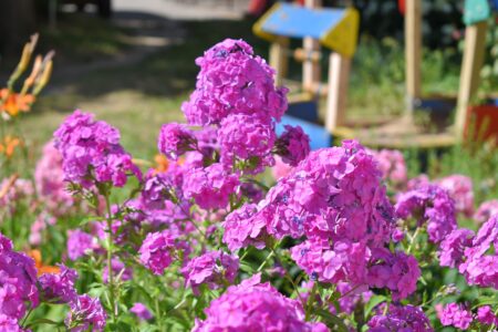 В Твери не смогли выбрать победителей фестиваля цветников