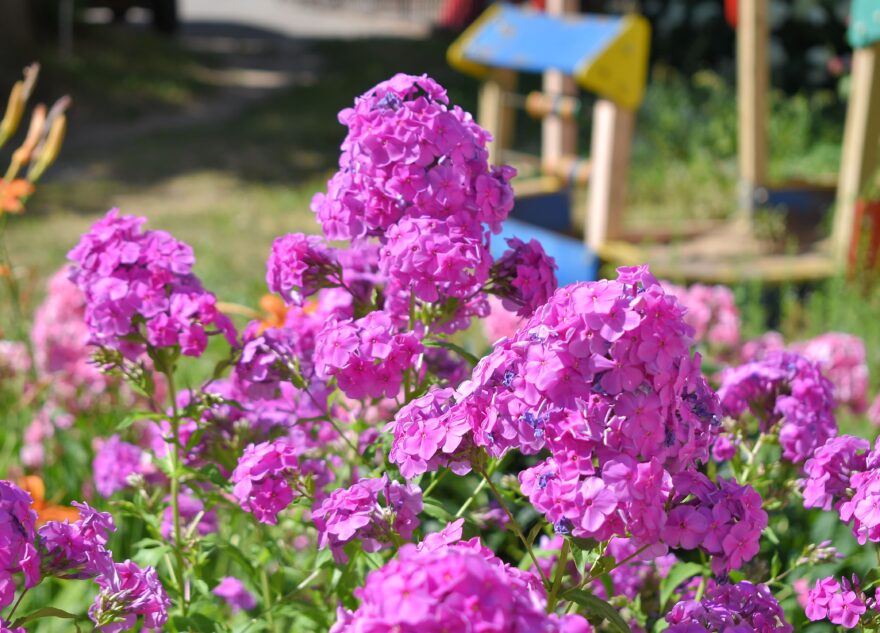 В Твери не смогли выбрать победителей фестиваля цветников