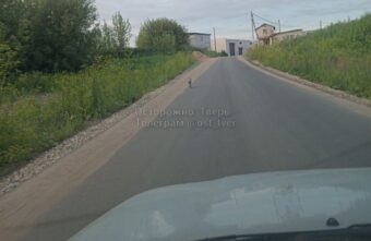 На улице в Твери заяц пытался сбежать от собаки