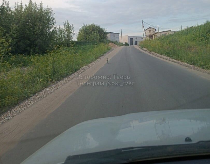 На улице в Твери заяц пытался сбежать от собаки