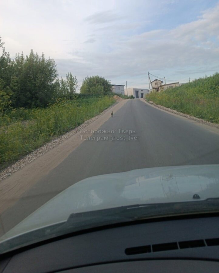 На улице в Твери заяц пытался сбежать от собаки