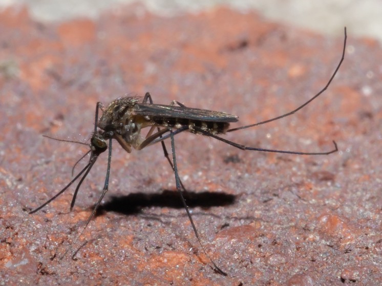 В России появились гаджеты для заживления укусов насекомых