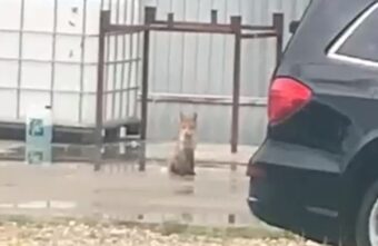 К жителям Тверской области уже не в первый раз в гости заходит лиса