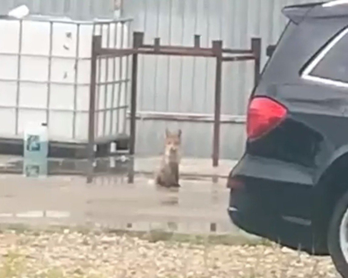 К жителям Тверской области уже не в первый раз в гости заходит лиса