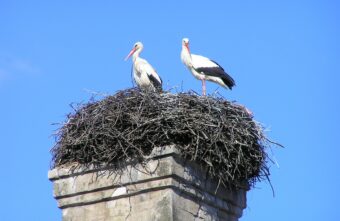 В Тверской области на новом месте аисты принесли три птенца В Тверской области на новом месте аисты принесли три птенца