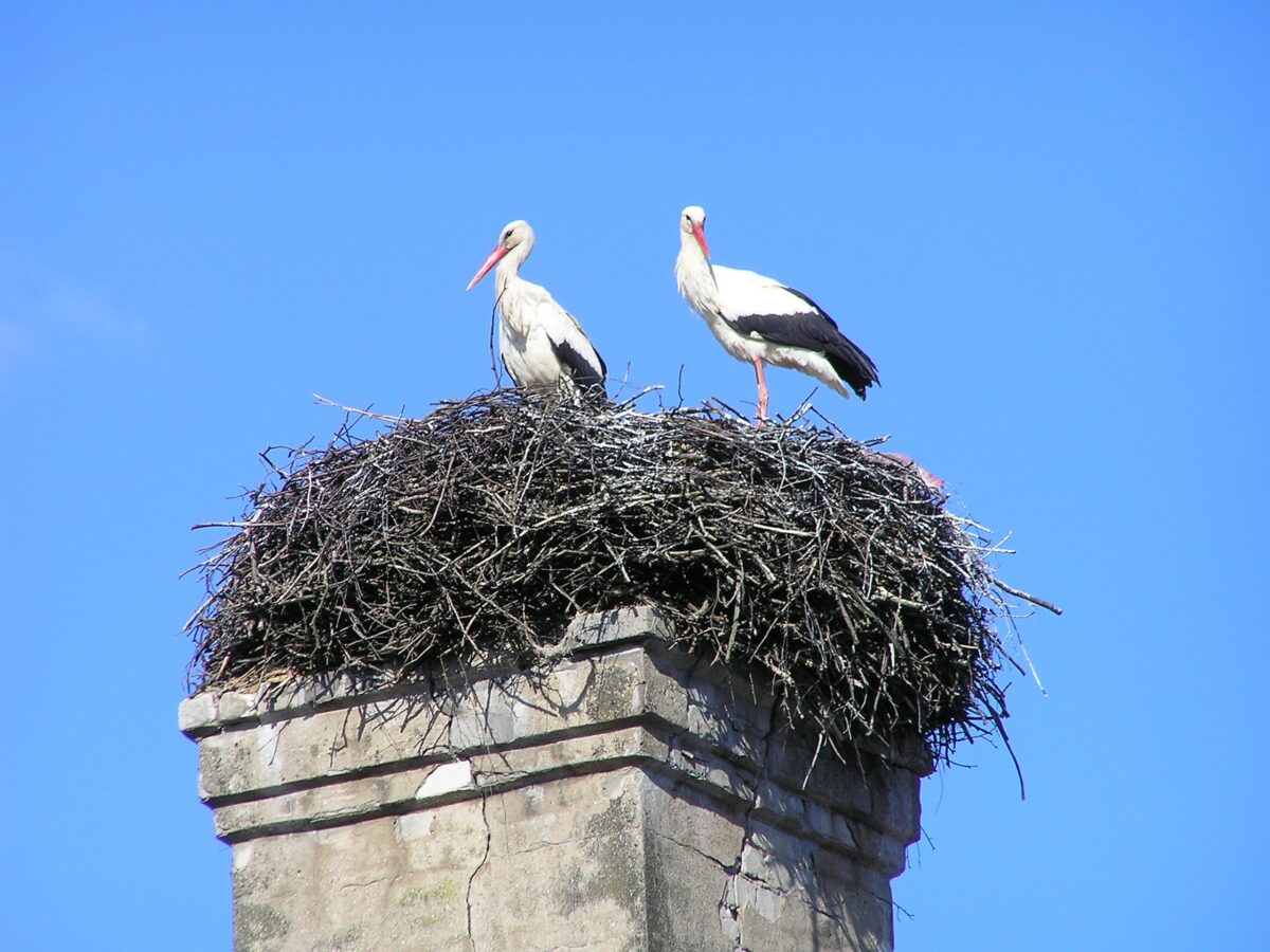 В Тверской области на новом месте аисты принесли три птенца