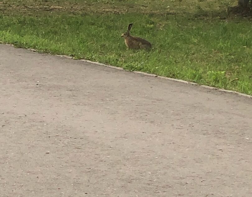 В Тверской области заяц выбежал в городской парк