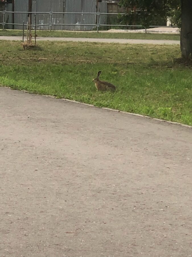 В Тверской области заяц выбежал в городской парк