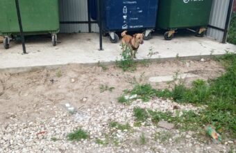 В Тверской области хозяин выбросил своего питомца на помойку В Тверской области хозяин выбросил своего питомца на помойку