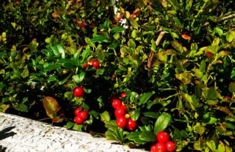 Жители Тверской области рассказали, когда можно идти за брусникой