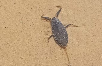 В Твери на карьерах нашли скорпиона-клопа В Твери на карьерах нашли скорпиона-клопа