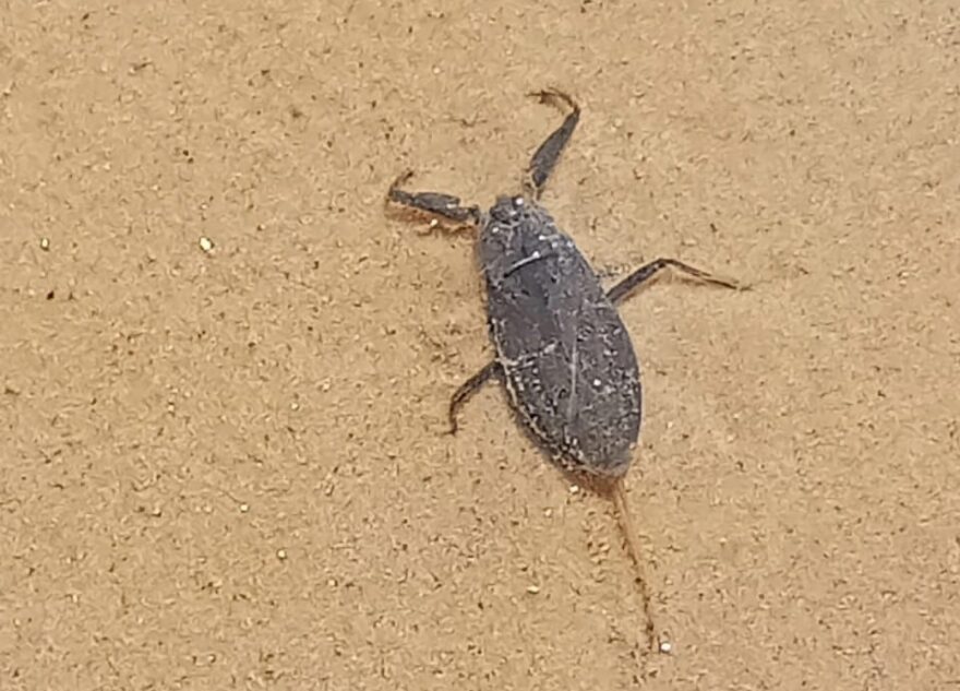 В Твери на карьерах нашли скорпиона-клопа