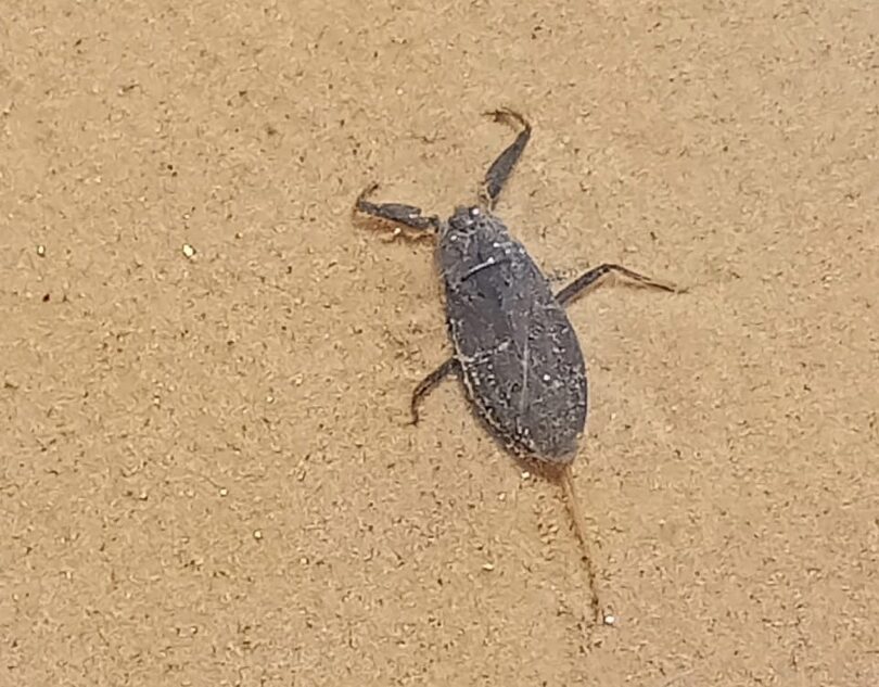 На карьерах под Тверью заметили страшного скорпиона