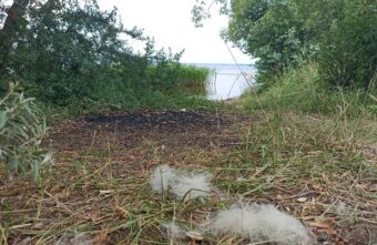 В Тверской области женщины развевали собачью шерсть по ветру В Тверской области женщины развевали собачью шерсть по ветру
