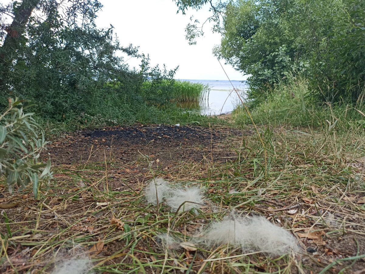 В Тверской области женщины развевали собачью шерсть по ветру