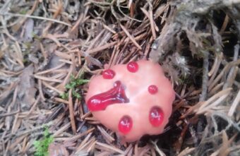 В Тверской области нашли очень редкий гриб с «кровью»