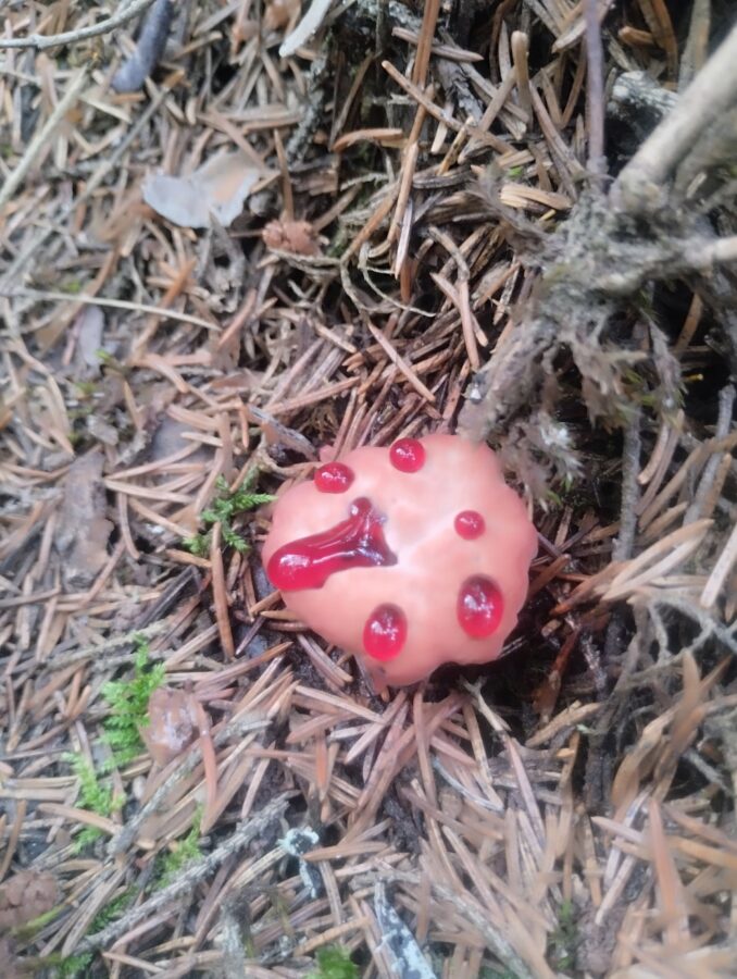 В Тверской области нашли очень редкий гриб с «кровью»