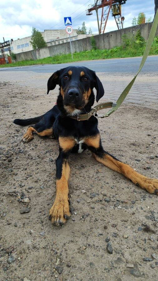 В Твери собаку привязали к мусорному контейнеру и бросили