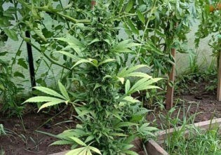 Житель Тверской области у себя в квартире и на даче выращивал коноплю