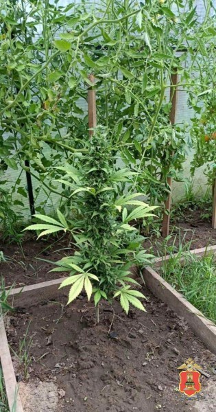 Житель Тверской области у себя в квартире и на даче выращивал коноплю