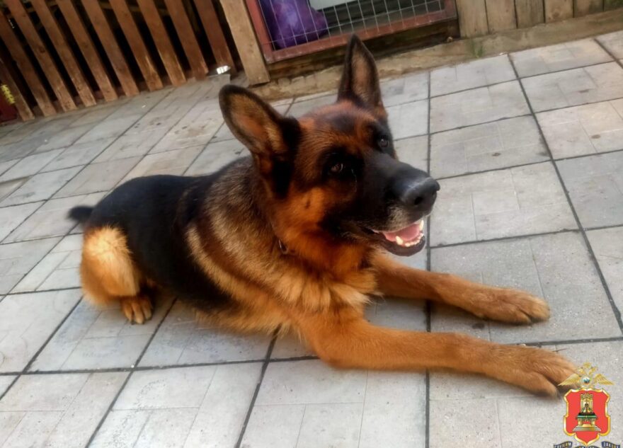 Полицейский кинолог нашел пропавшую под Тверью девочку