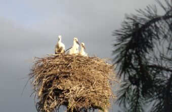 Аистенок в Тверской области не дает на себя посмотреть