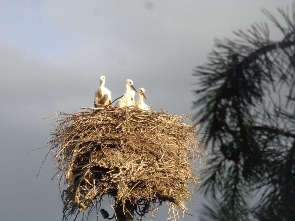 Аистенок в Тверской области не дает на себя посмотреть