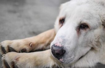 В Тверской области алабай напал на трех людей В Тверской области алабай напал на трех людей