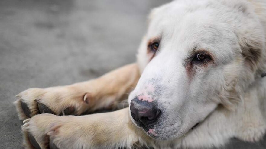 В Тверской области алабай напал на трех людей
