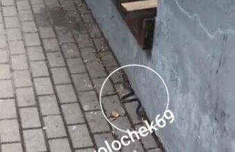 В Тверской области змея выползла прямо к людям