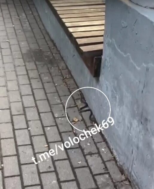 В Тверской области змея выползла прямо к людям